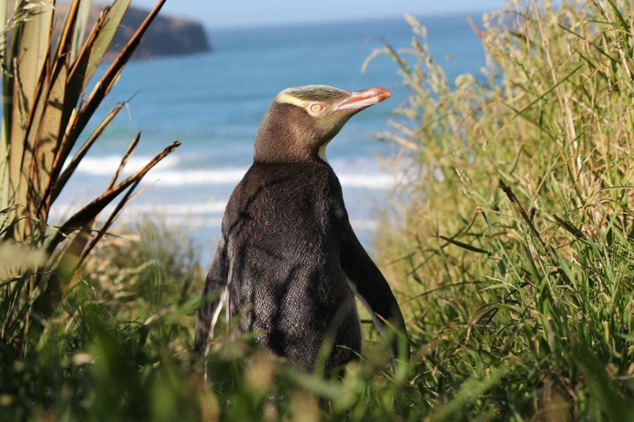 new zealand wildlife private tours nz